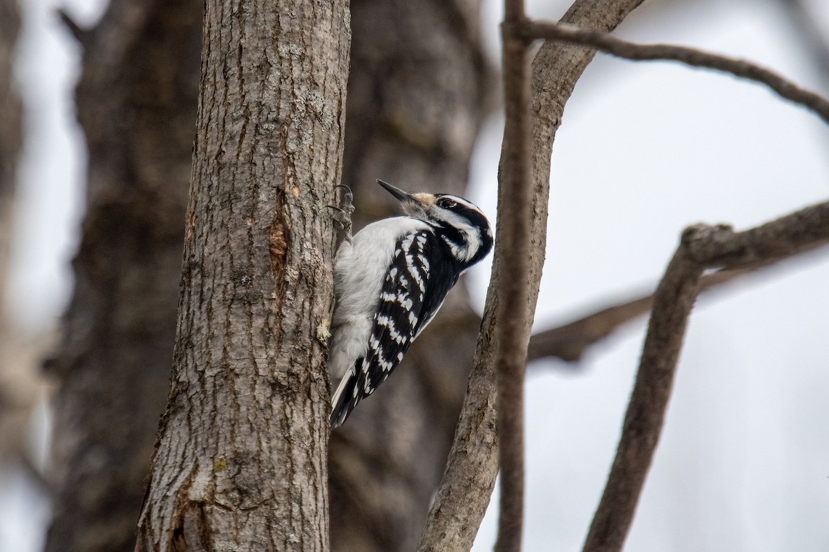 Hairy Woodpecker - ML629700852