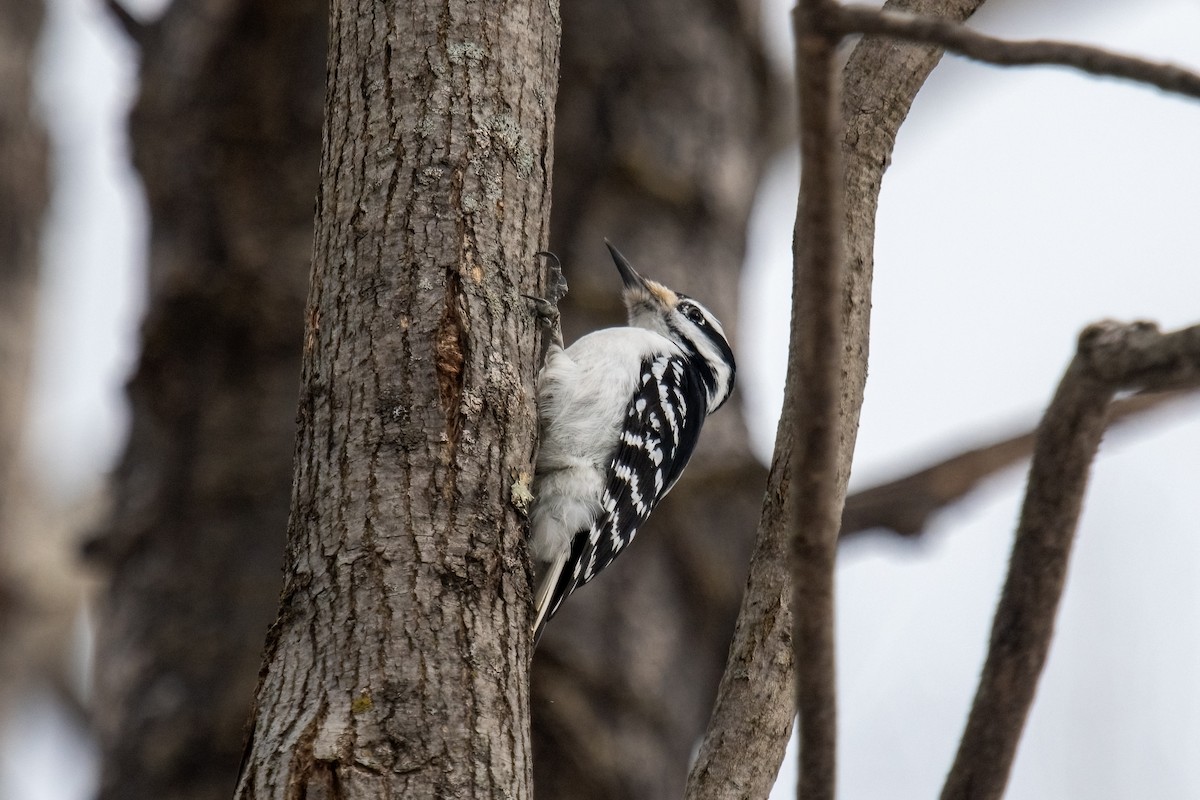 Hairy Woodpecker - ML629700854