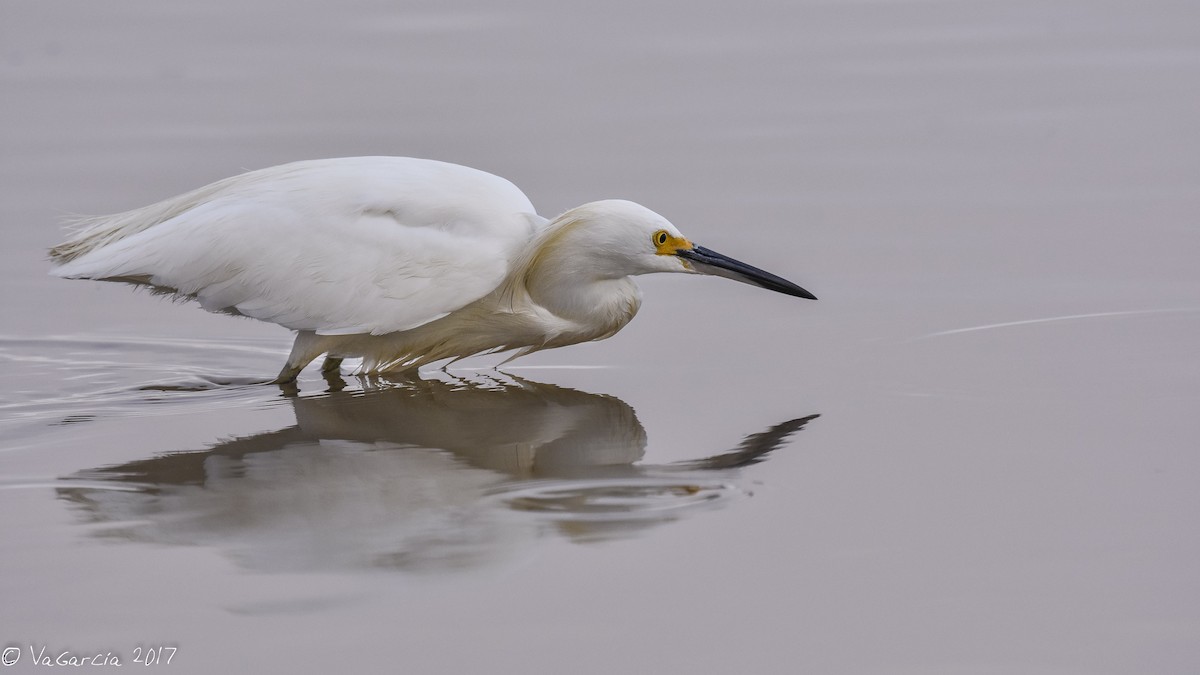 Snowy Egret - ML62970101