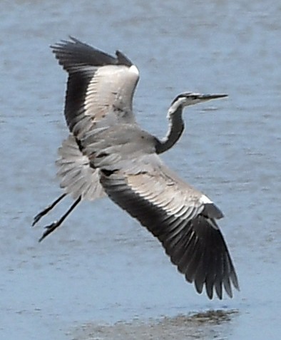 Gray Heron - ML629701030