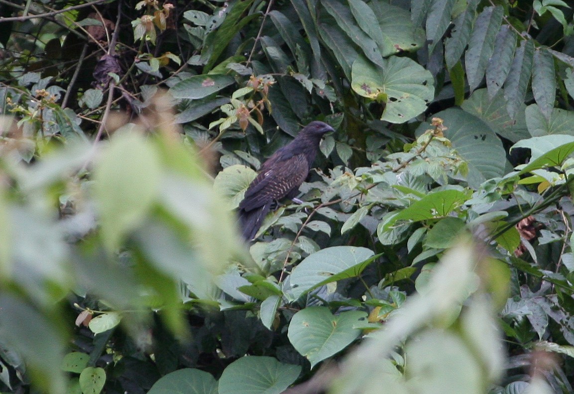 kukačka bažantí [skupina phasianinus] - ML629701052