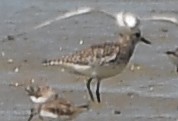 Pacific Golden-Plover - ML629701055