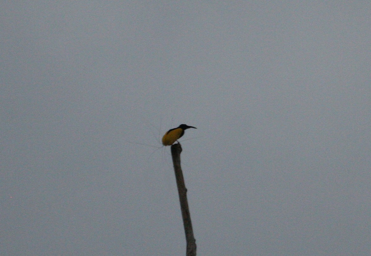 Twelve-wired Bird-of-Paradise - ML629701128