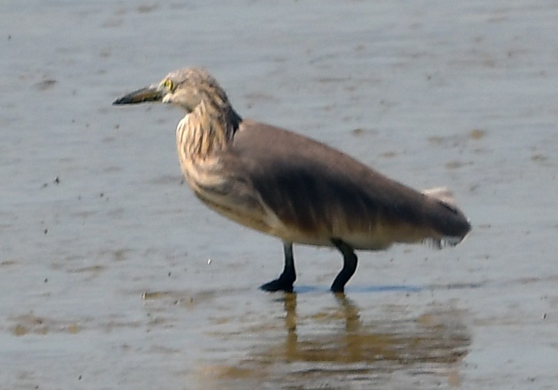 pond-heron sp. - ML629701177