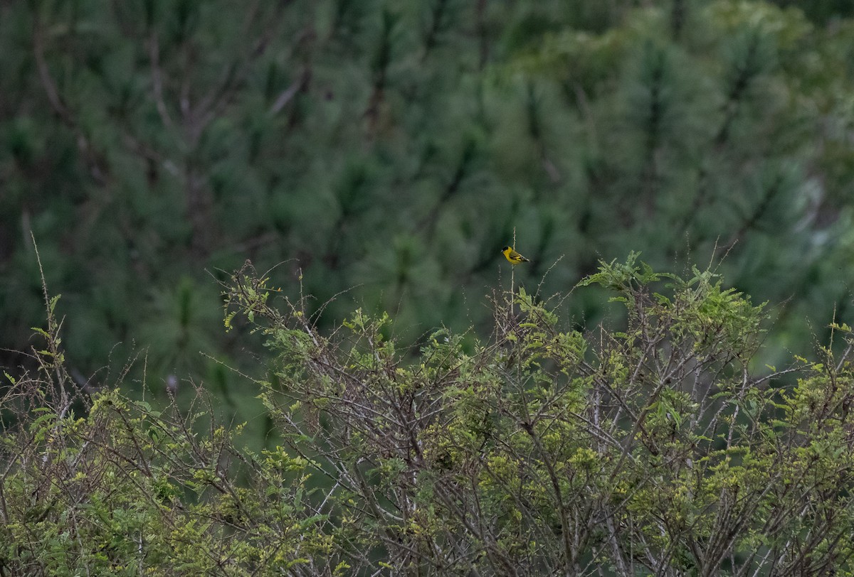 Yellow-faced Siskin - ML629701197