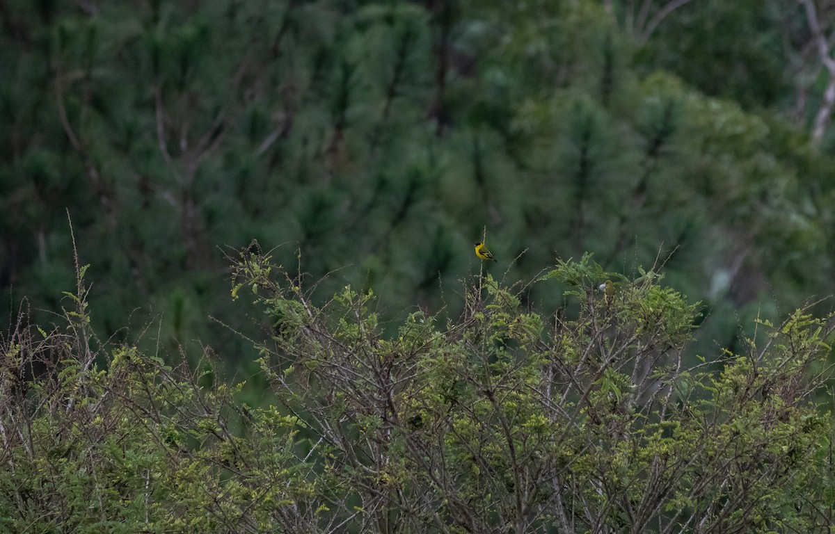 Yellow-faced Siskin - ML629701200