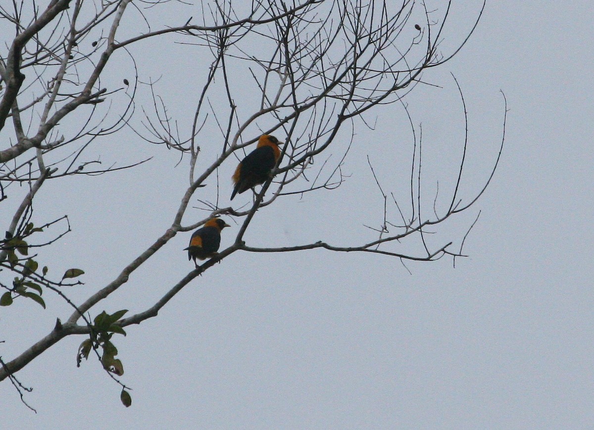 Golden Myna - ML629701203