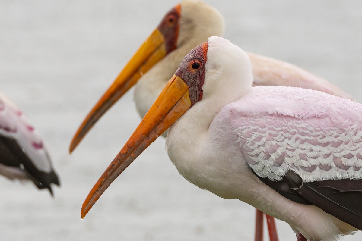 Yellow-billed Stork - ML629701461