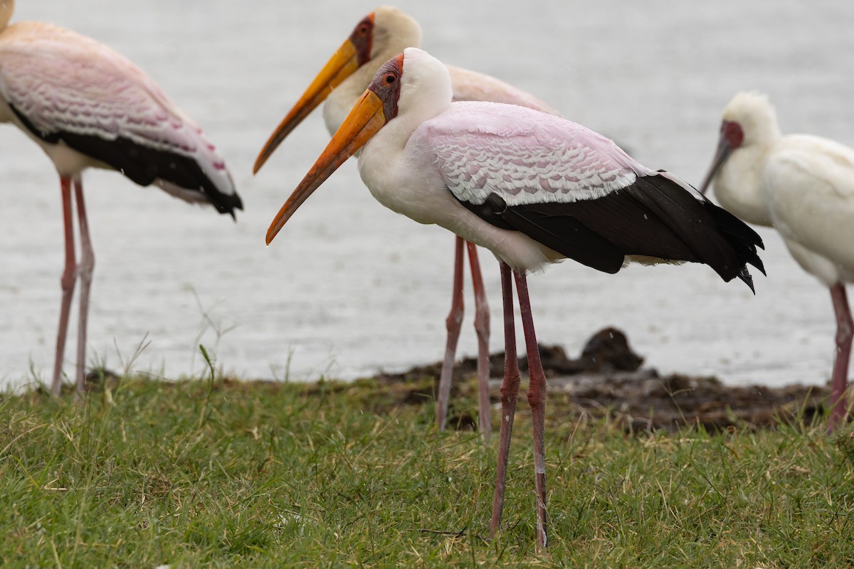 Yellow-billed Stork - ML629701467