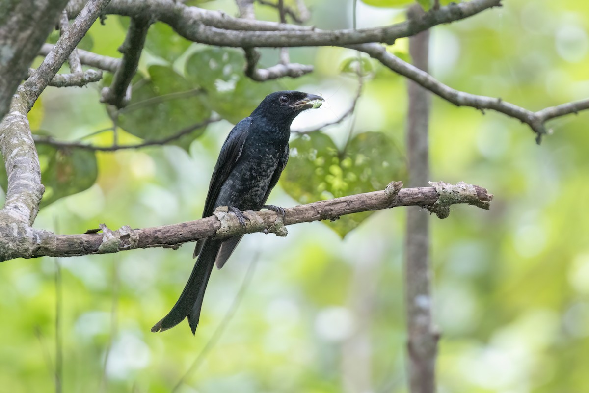 Crow-billed Drongo - ML629701470