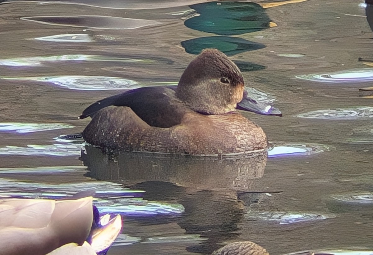 Ring-necked Duck - ML629701511