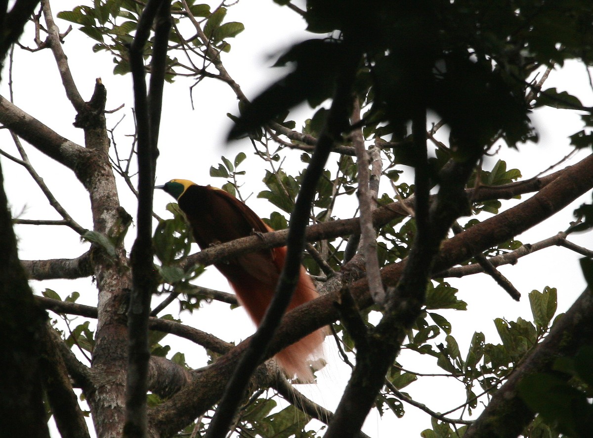Raggiana Bird-of-Paradise - ML629701544