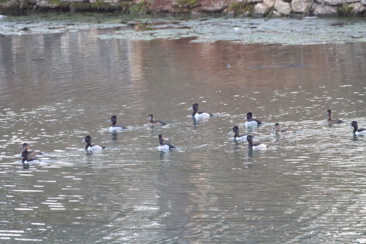 Ring-necked Duck - ML629701615