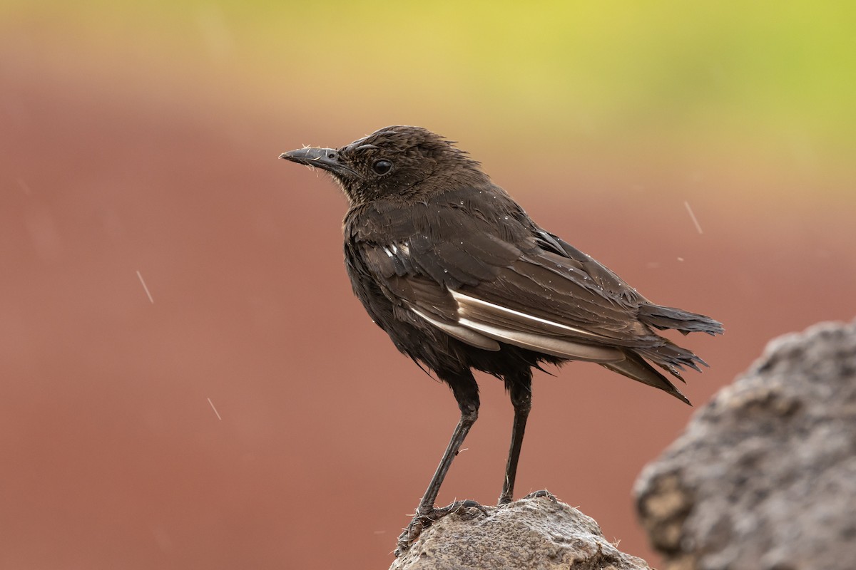 Northern Anteater-Chat - ML629701631