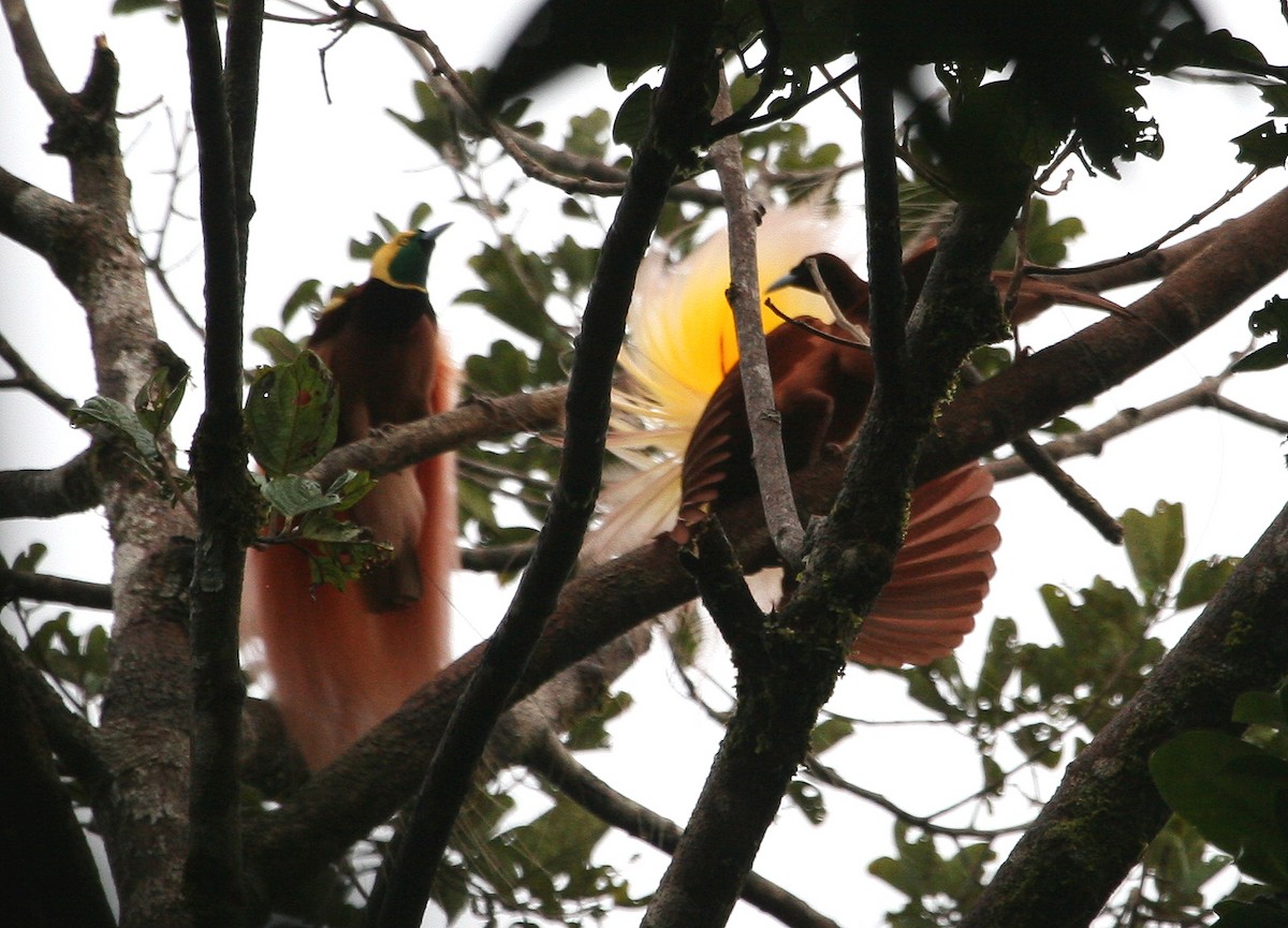 Greater Bird-of-Paradise - ML629701632