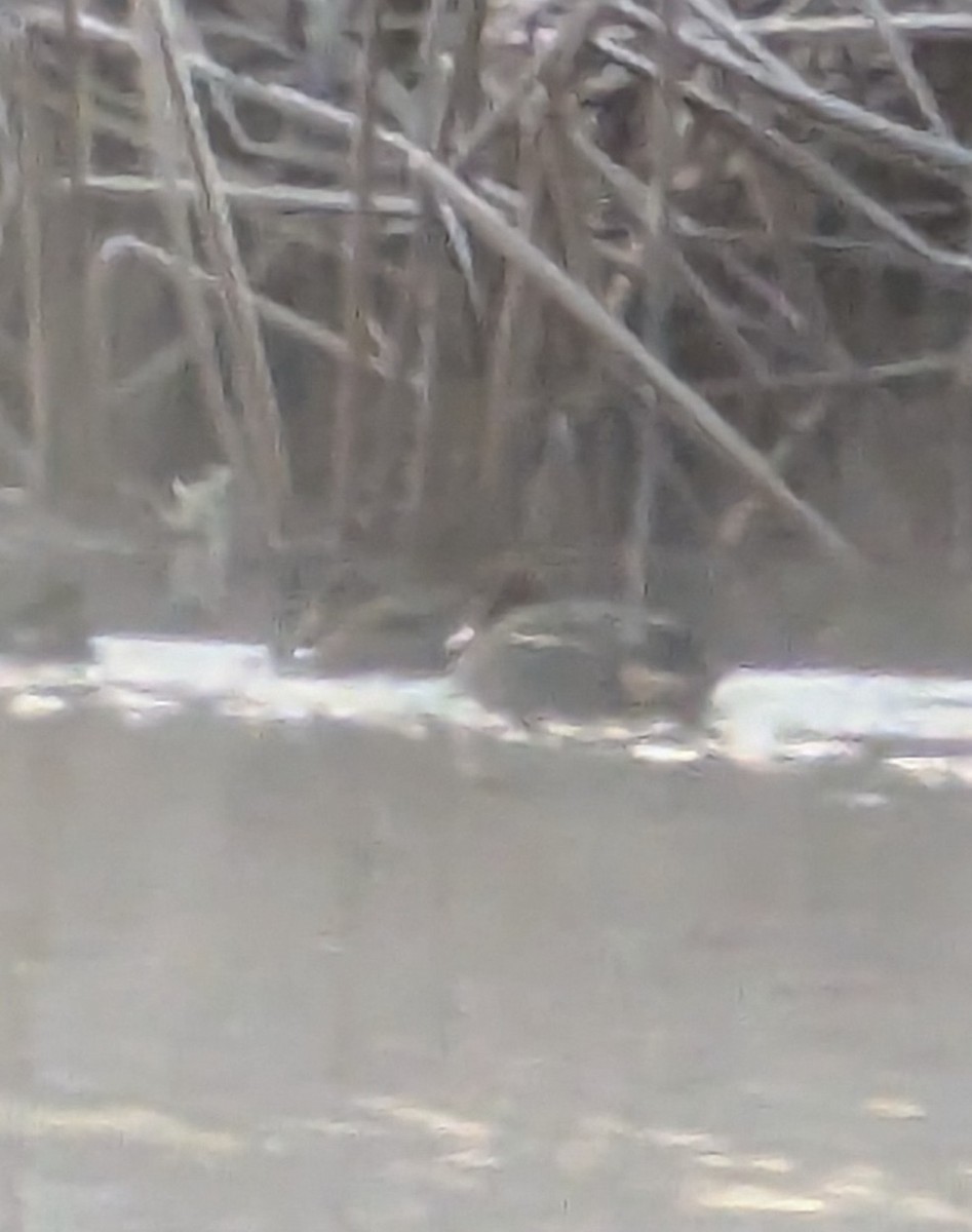 Green-winged Teal (Eurasian) - ML629701651