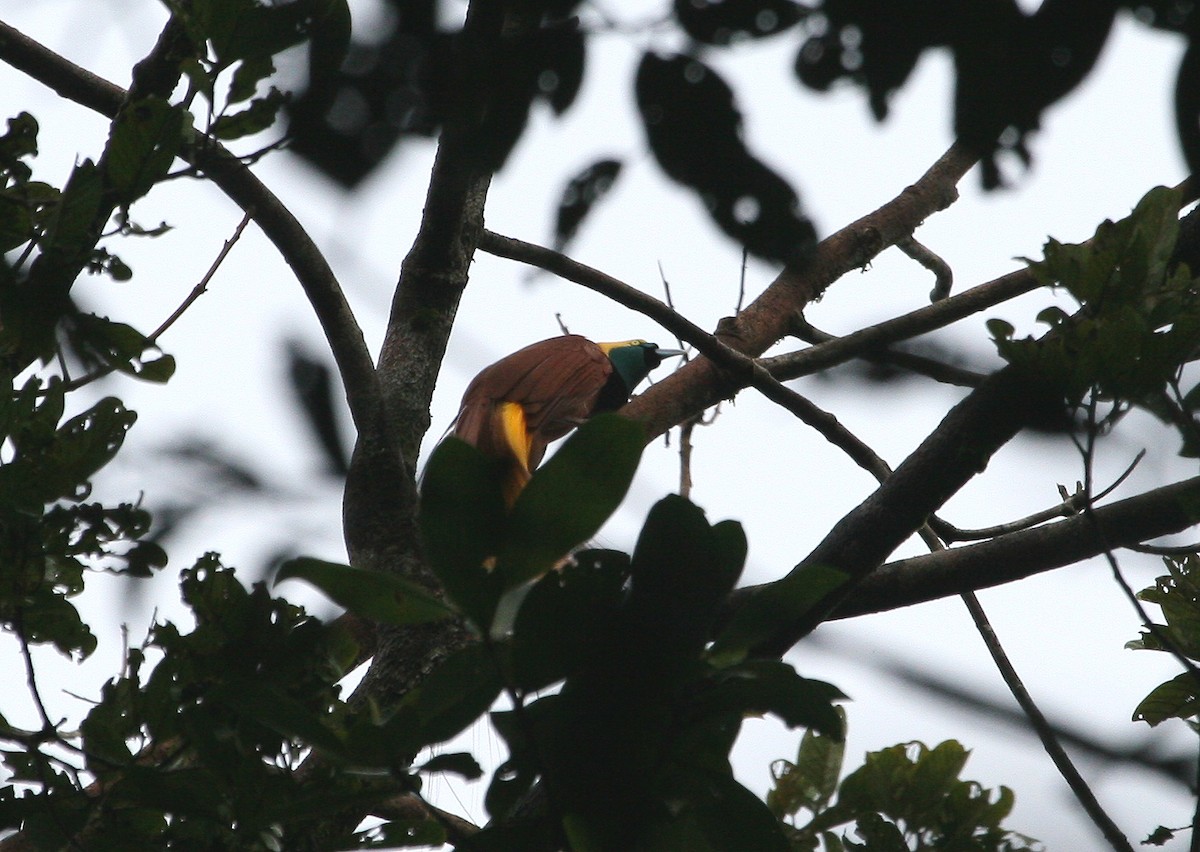 Raggiana x Greater Bird-of-Paradise (hybrid) - ML629701652