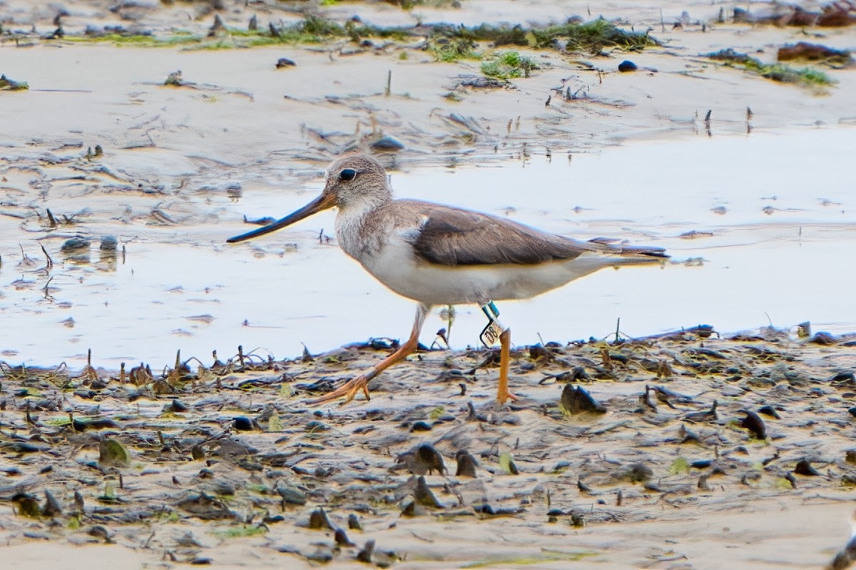 Terek Sandpiper - ML629701738