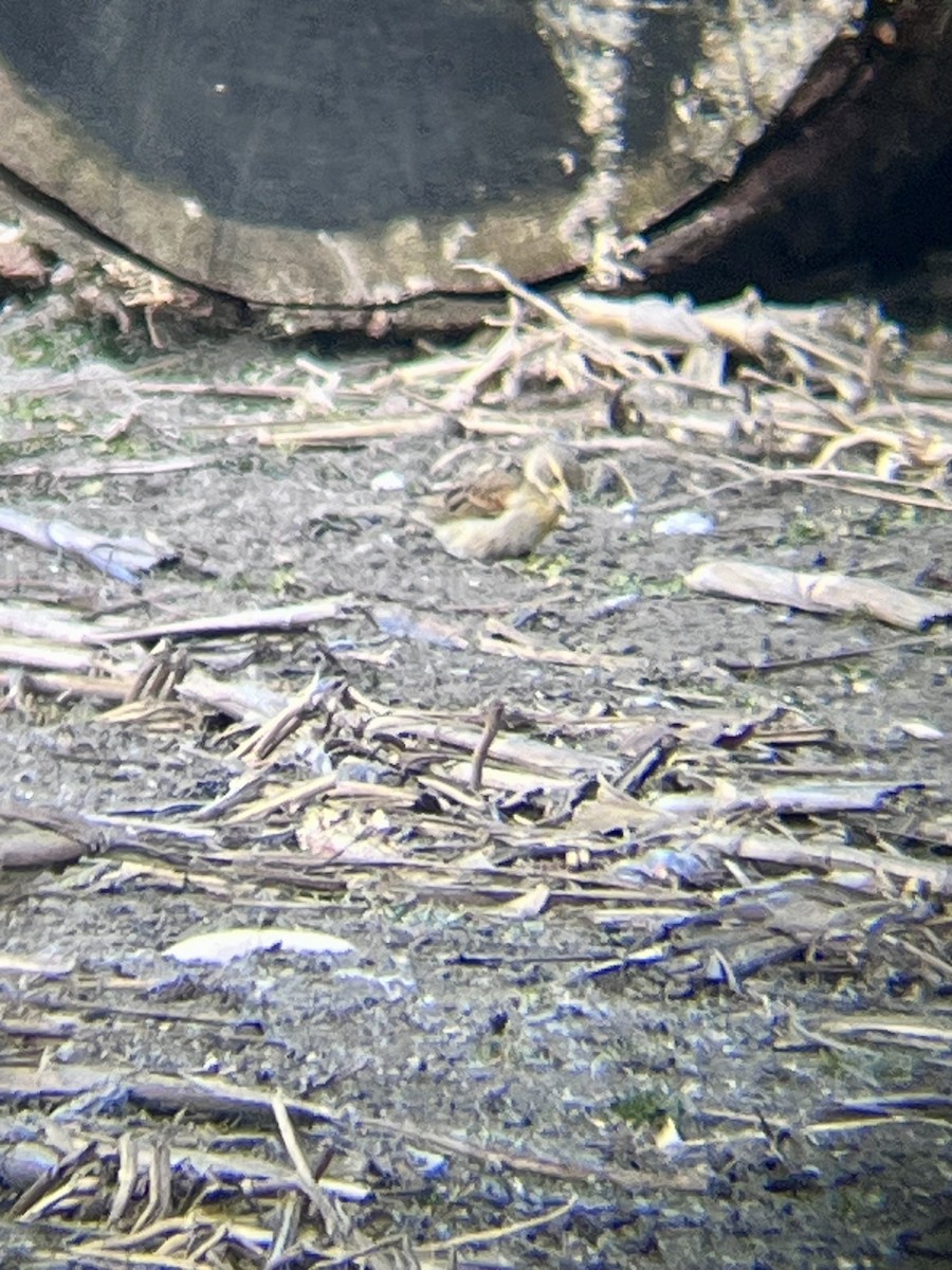 Dickcissel - ML629701833