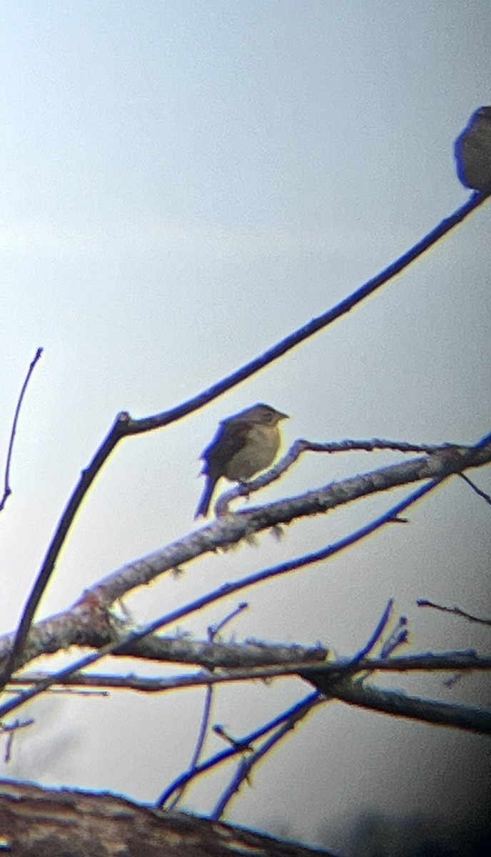 Dickcissel - ML629701834