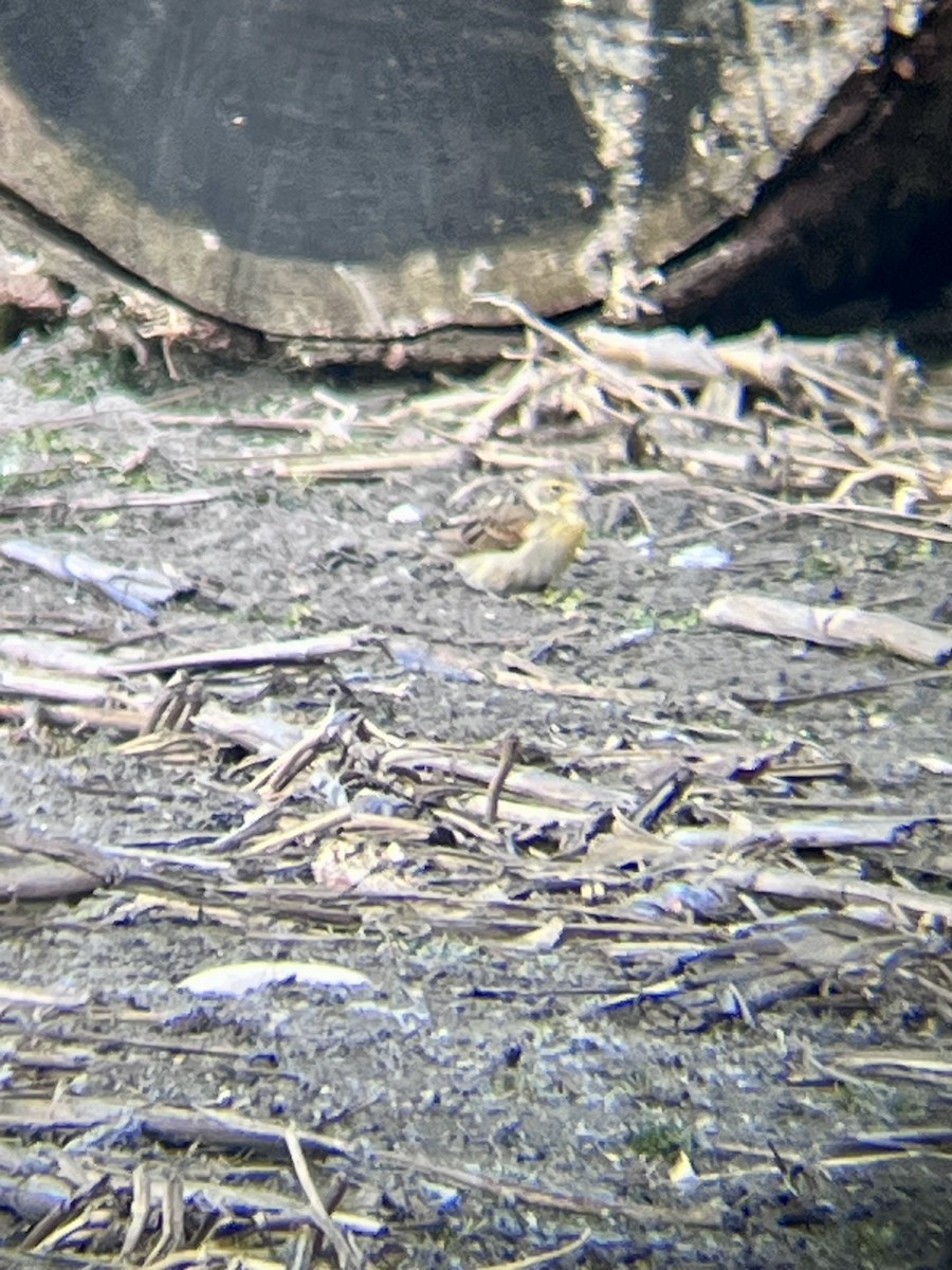 Dickcissel - ML629701835