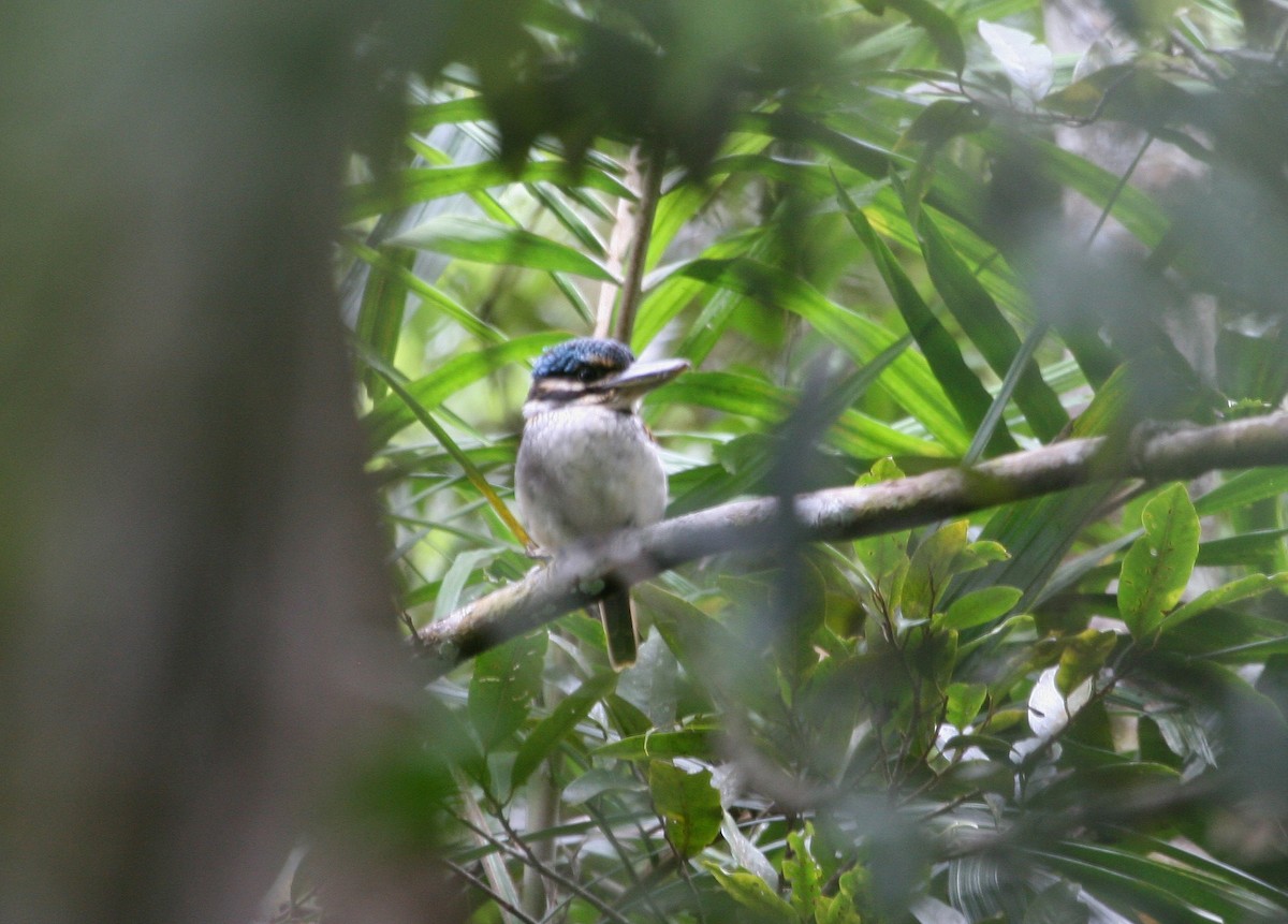 Hook-billed Kingfisher - ML629701941