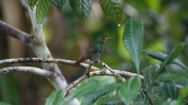 Rufous-tailed Hummingbird - ML629701976