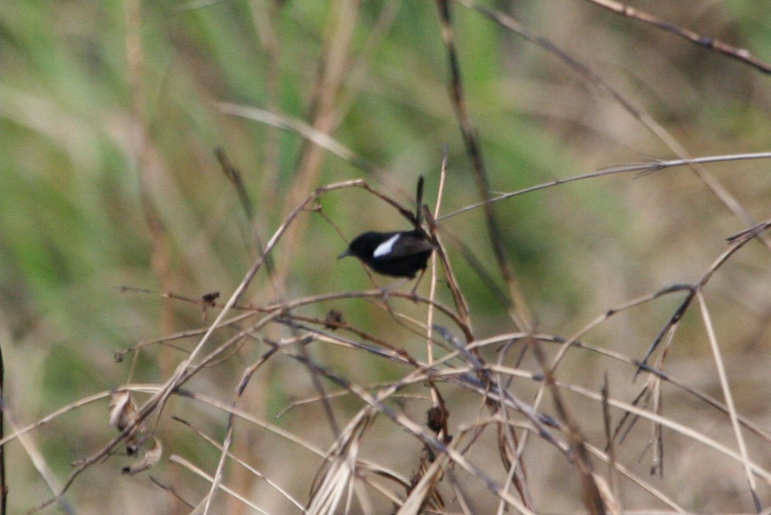 White-shouldered Fairywren - ML629701988