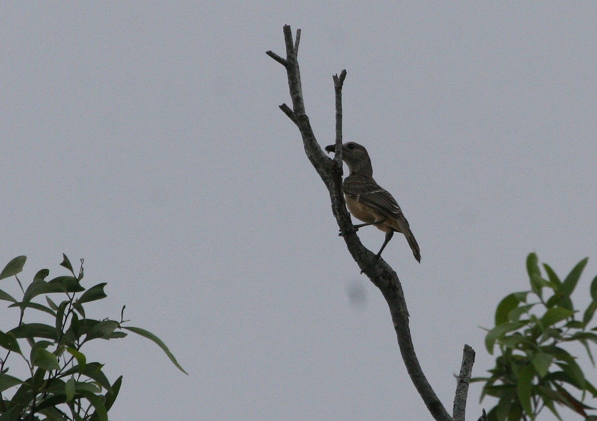 Fawn-breasted Bowerbird - ML629701998