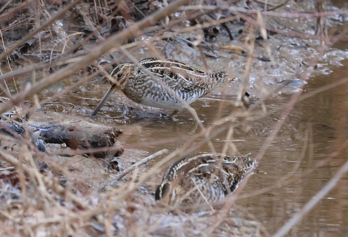 Wilson's Snipe - ML629702007