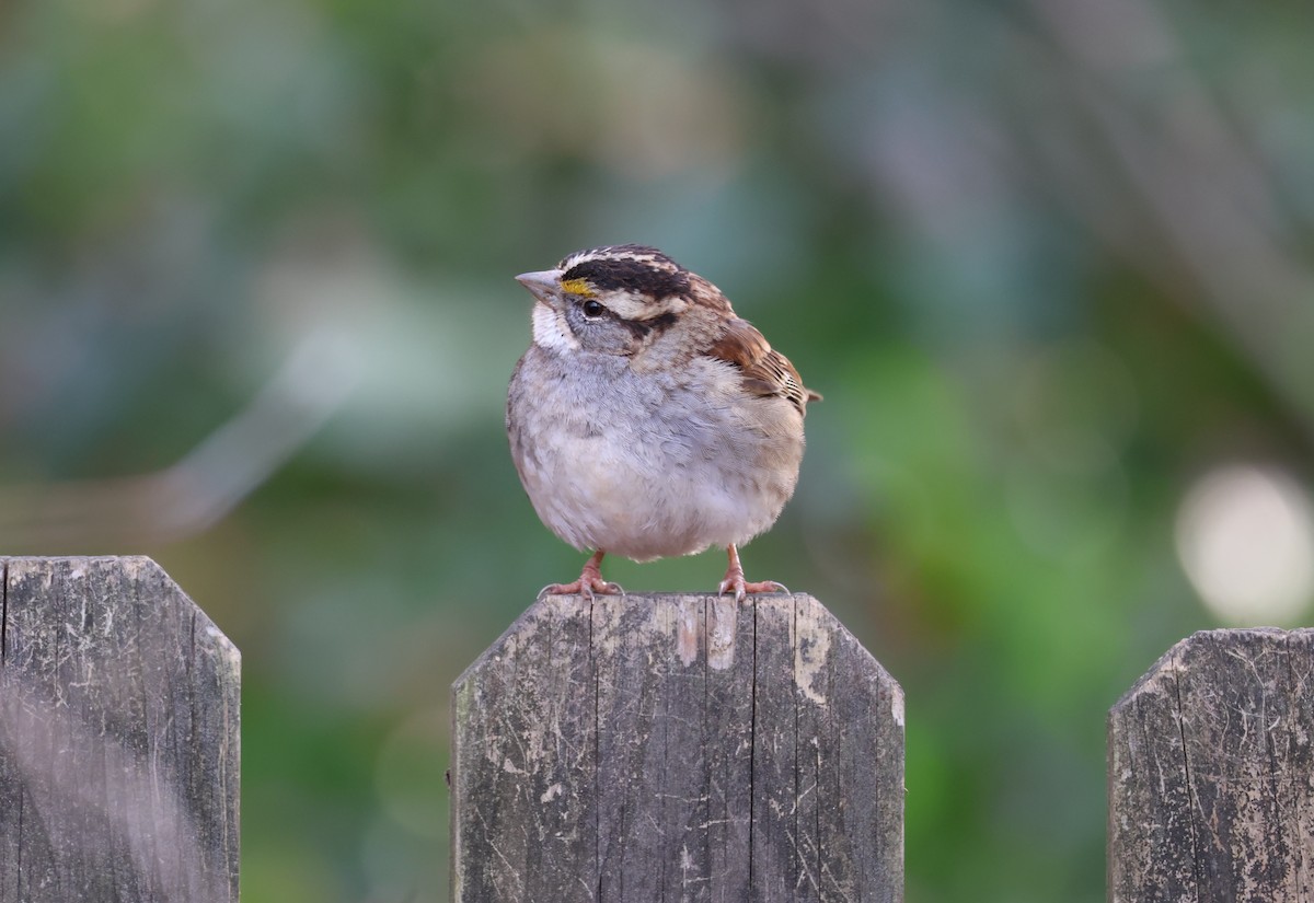 White-throated Sparrow - ML629702058