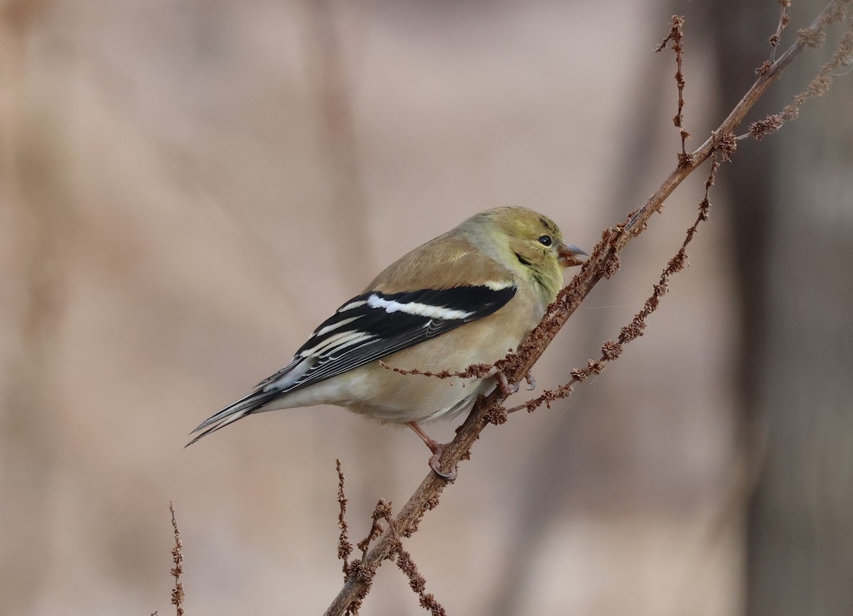 American Goldfinch - ML629702094