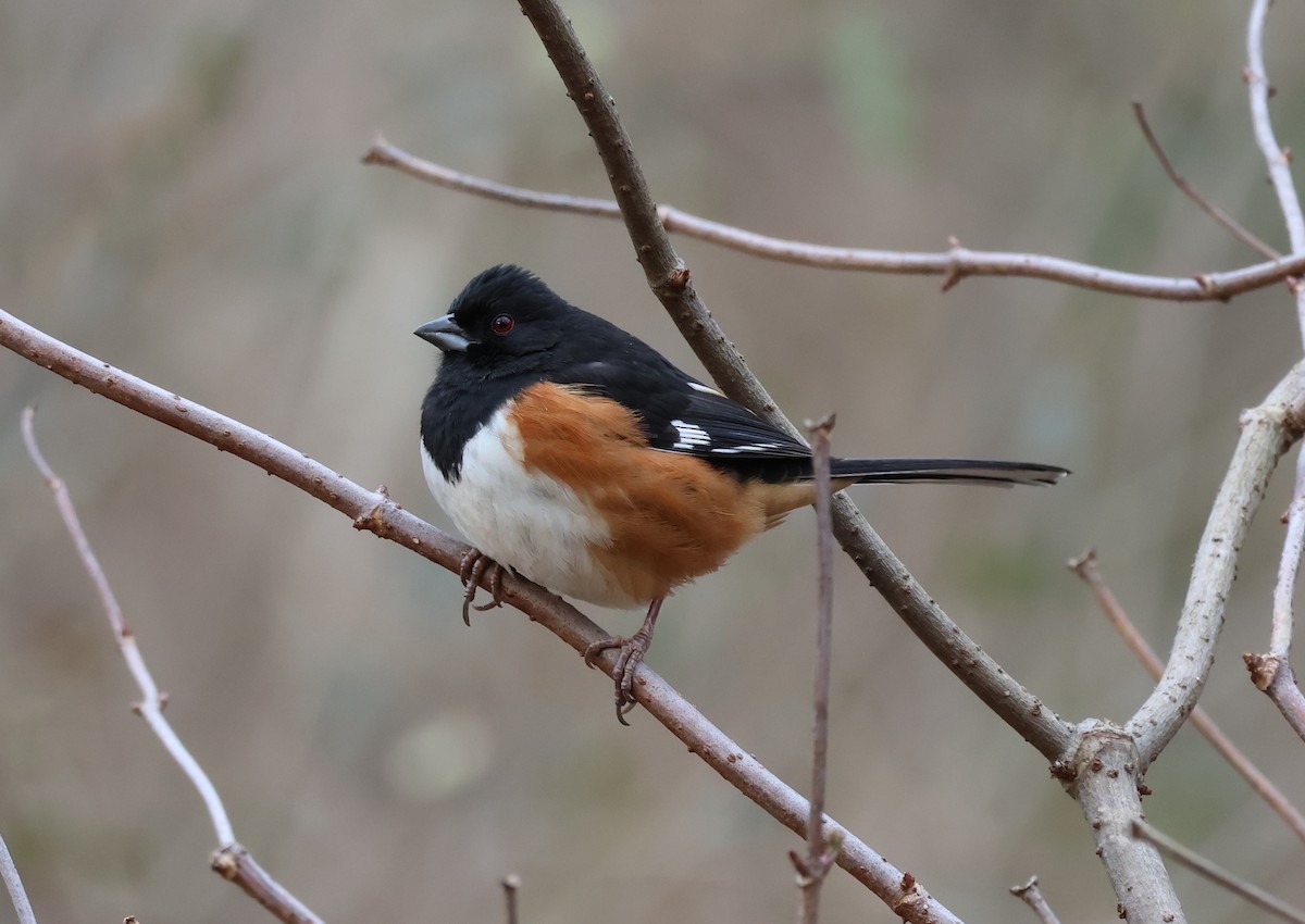 Eastern Towhee - ML629702100