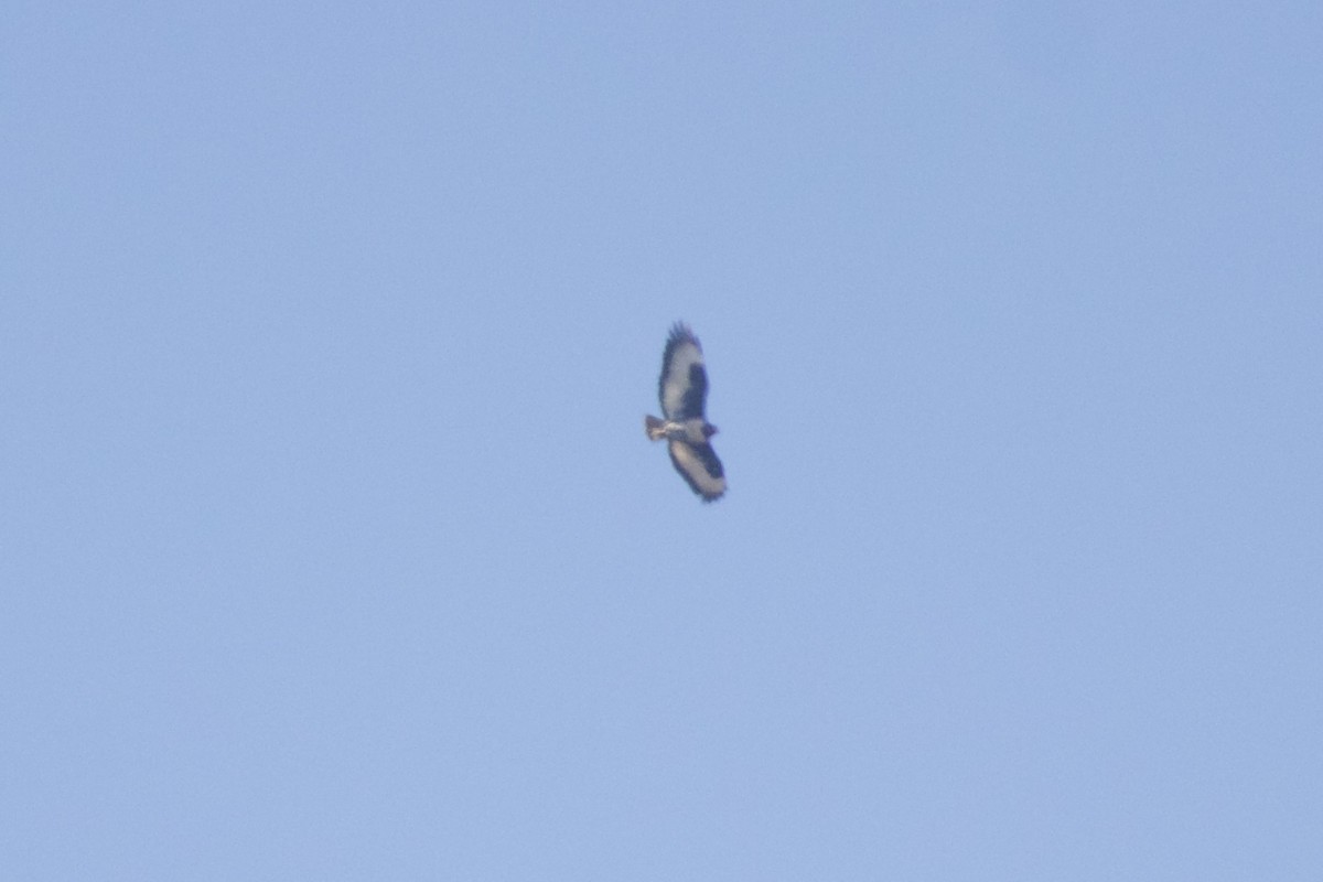 Çakal Şahini - ML629702110