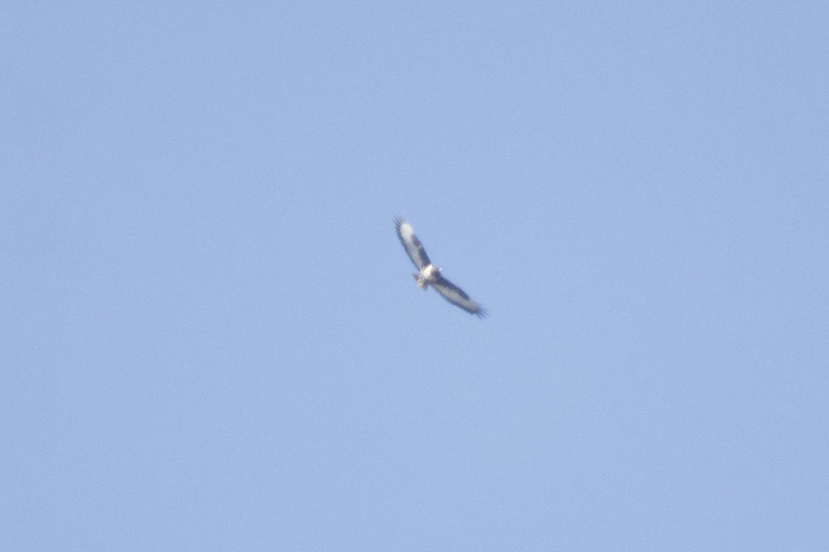 Çakal Şahini - ML629702111