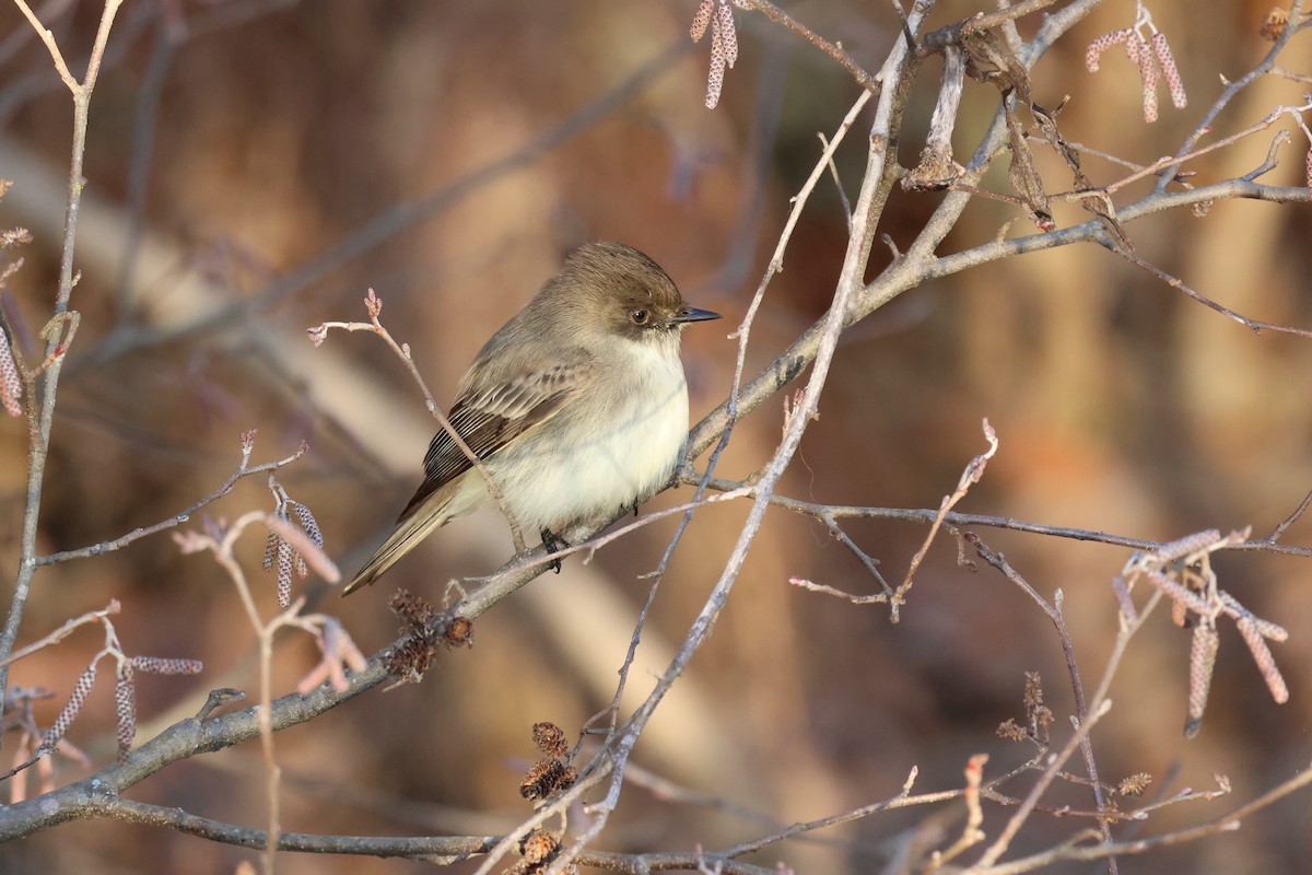 Eastern Phoebe - ML629702125