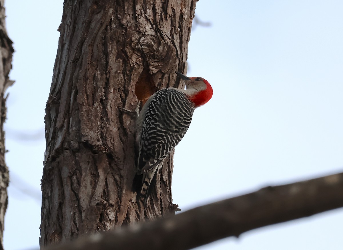 Red-bellied Woodpecker - ML629702149
