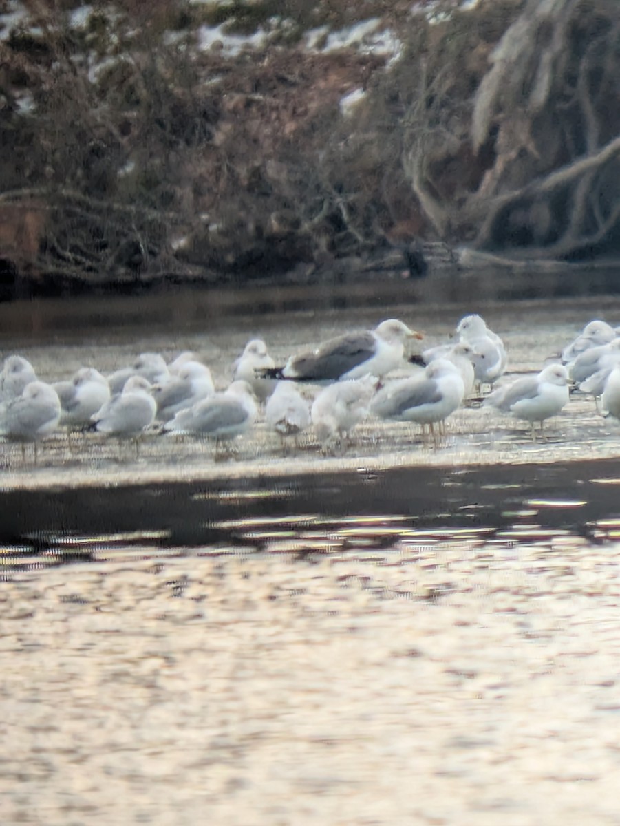 Lesser Black-backed Gull - ML629702238