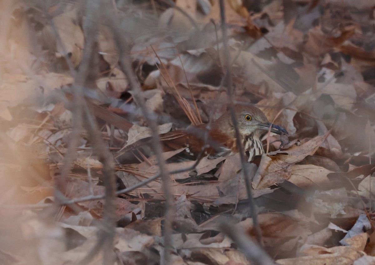 Brown Thrasher - ML629702390