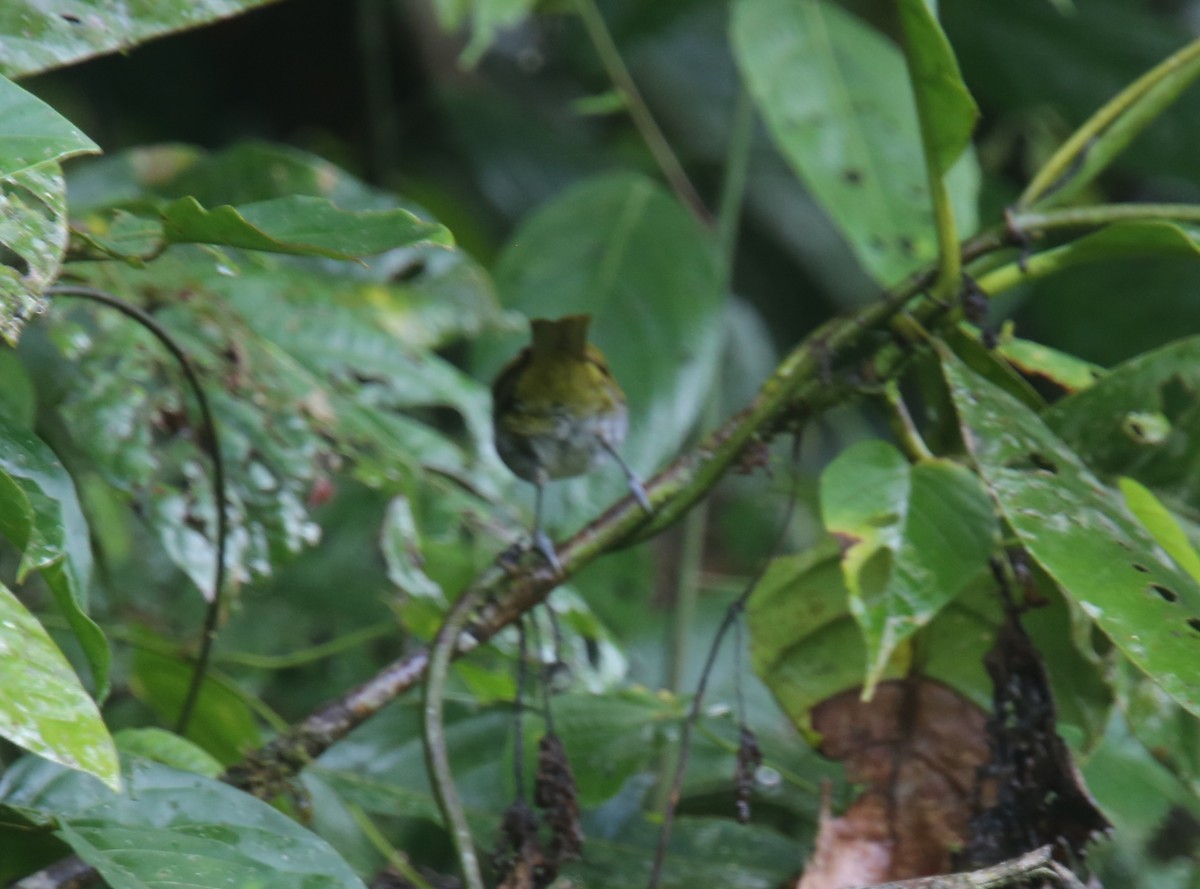 Yellow-throated Chlorospingus (Yellow-throated) - ML629702571