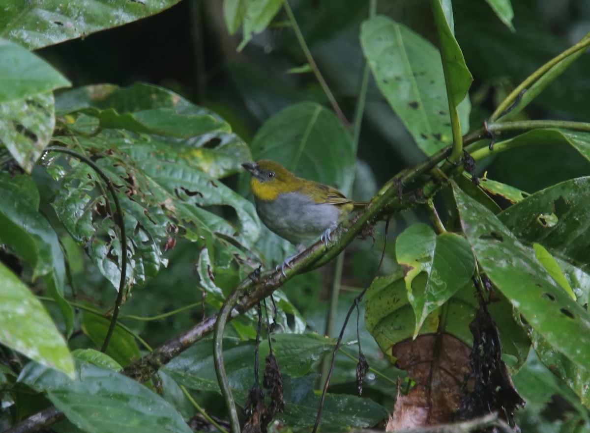 Yellow-throated Chlorospingus (Yellow-throated) - ML629702572