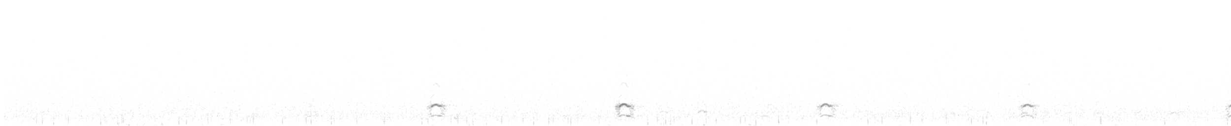 Snow Goose - ML629702654
