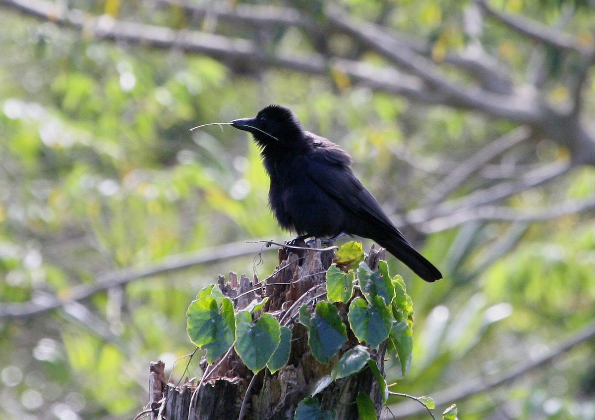 New Caledonian Crow - ML629702678