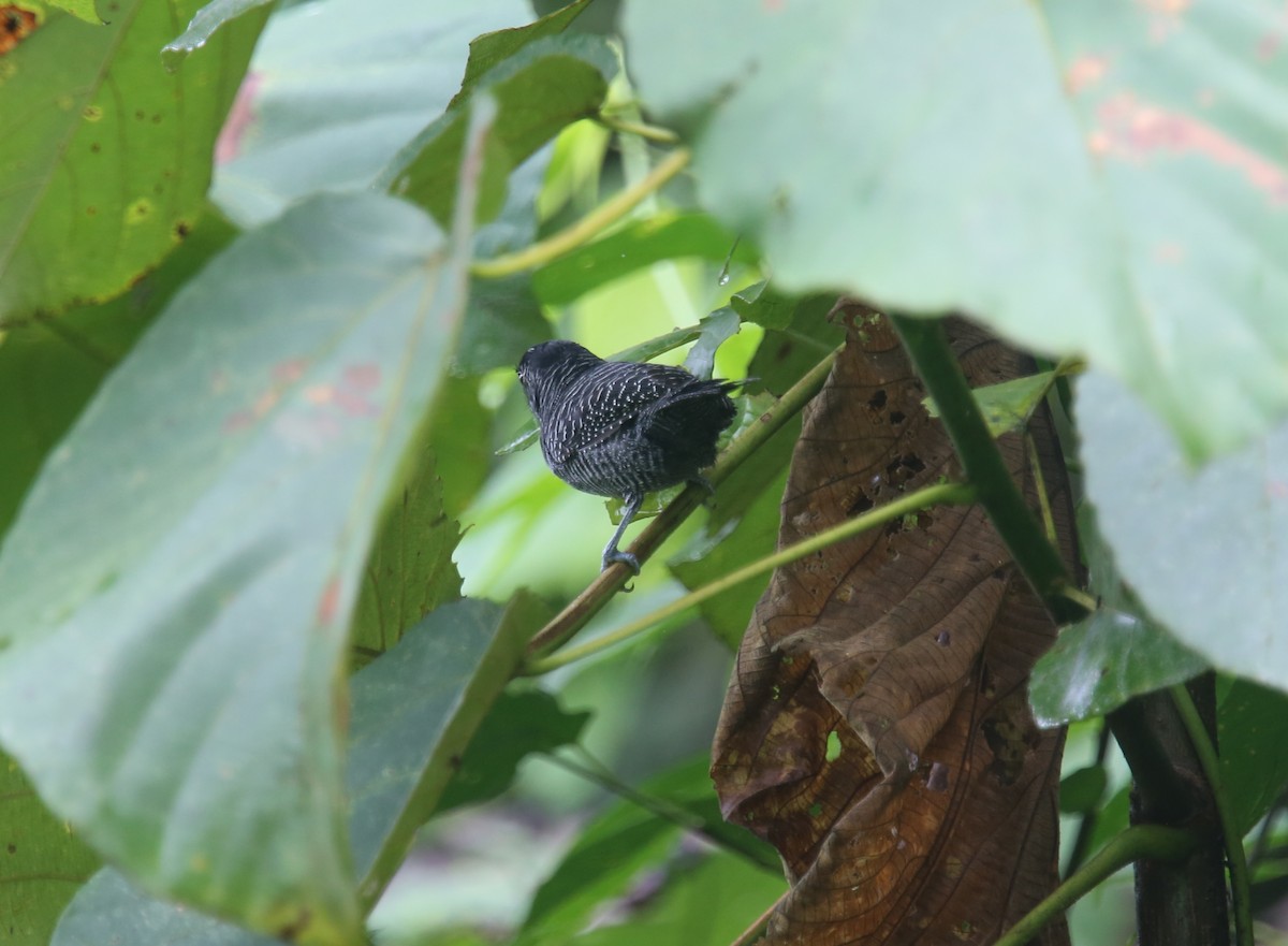 Lined Antshrike - ML629702716