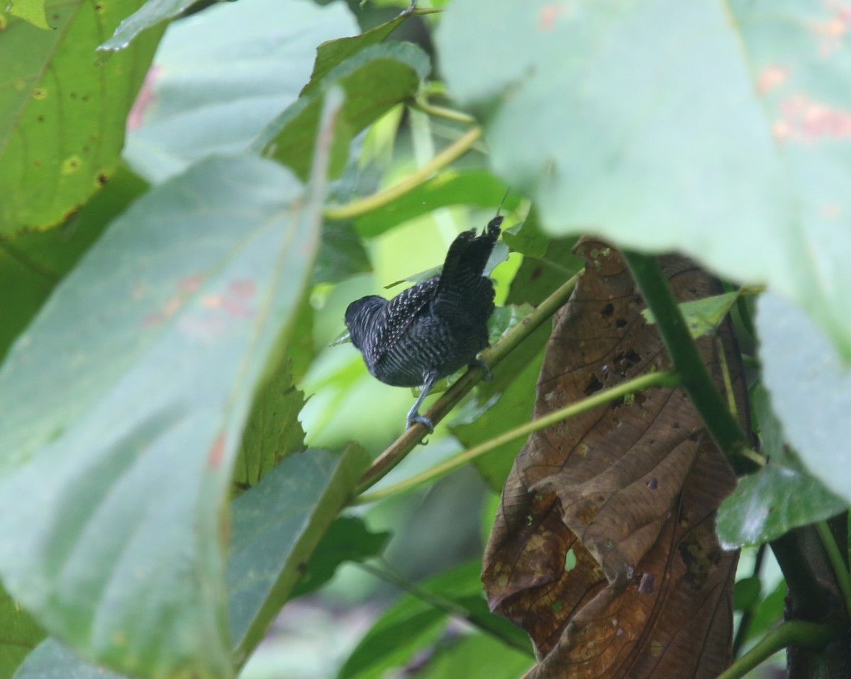 Lined Antshrike - ML629702717