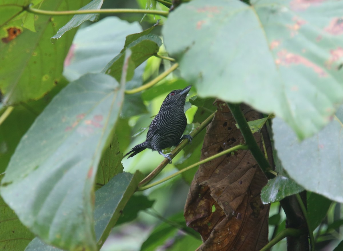 Lined Antshrike - ML629702718