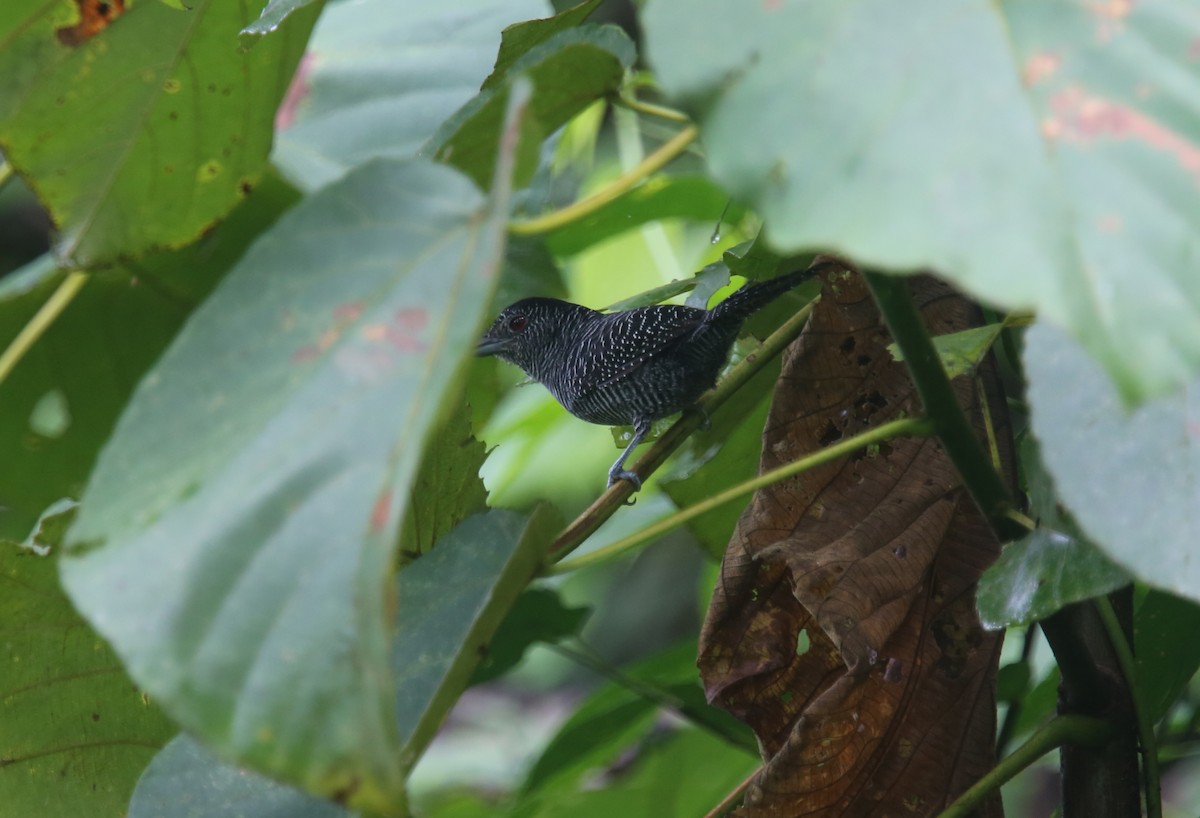 Lined Antshrike - ML629702719