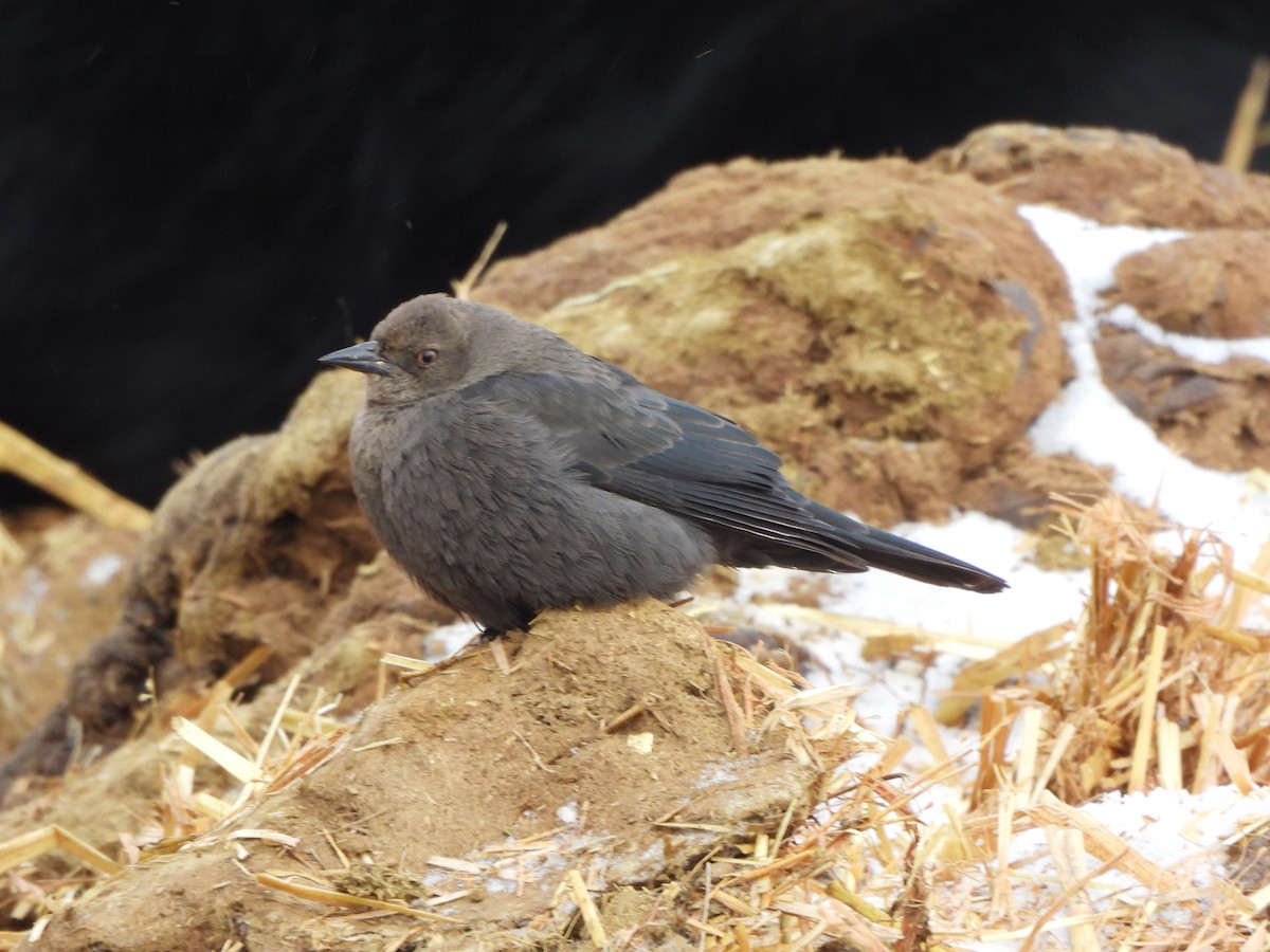 Brewer's Blackbird - ML629702747