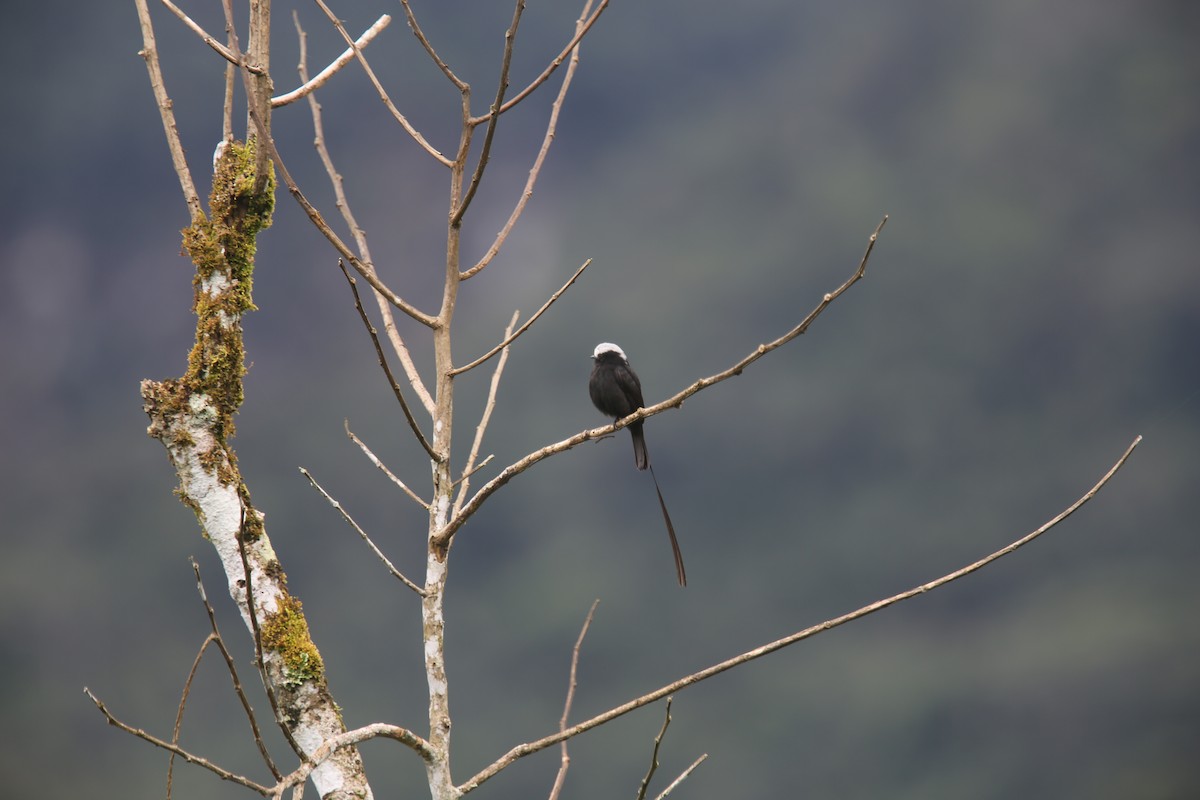 Long-tailed Tyrant - ML629702755