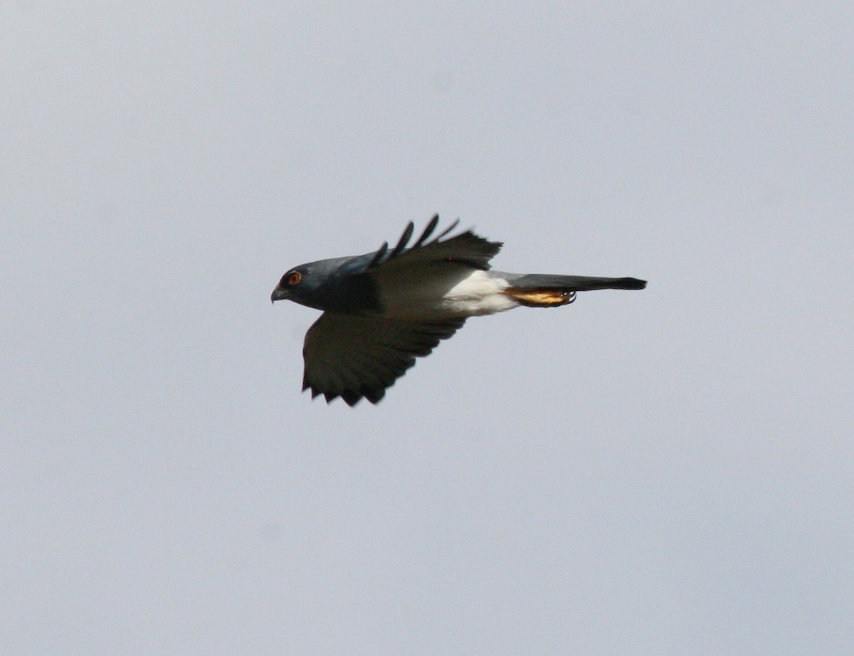 New Caledonian Goshawk - ML629702763
